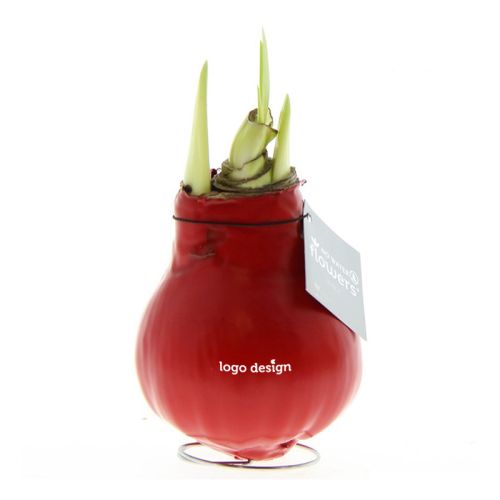 Amaryllis bulb in gift box - Image 1